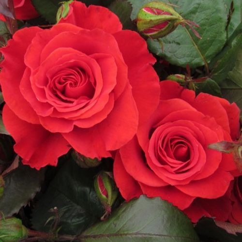 Best Dad™ Stromkové ruže s kvetmi čajohybridov